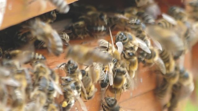 Honigbienen bei der Arbeit 