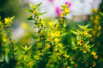 Obraz na płótnie Canvas yellow flowers grow in a large green grass in Crimea