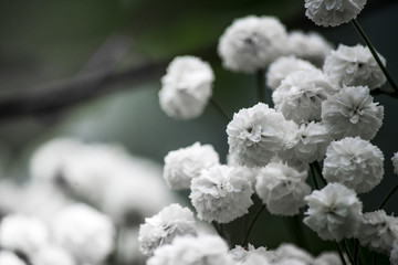 white flowers are photographed close-up for decoration