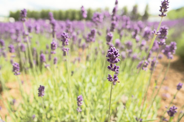 Violet lavender blooming fields in furano, hokaido, japan.Closeup focus ,flowers background.