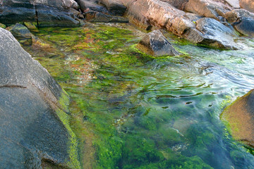 Obraz premium Green and brown algae in clear sea water near rocks