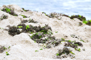 Green and brown seaweed on sandy beach near sea.