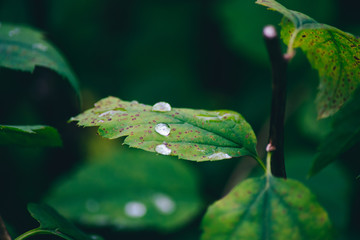 rain drops on leaf after rain