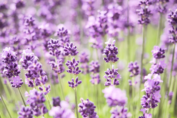 Violet lavender blooming fields in furano, hokaido, japan.Closeup focus ,flowers background.