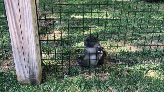 Sad little monkey in a cage