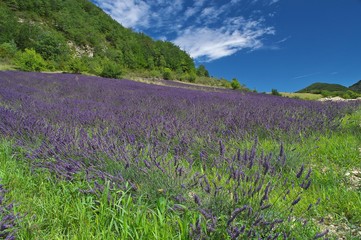Lavender in Provence