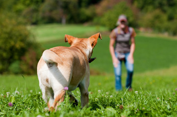 Labrador Retriever wird gerufen