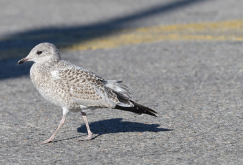 Obraz premium Young Seagull 