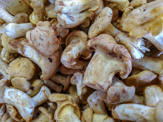 mushrooms chanterelles background image, texture of mushrooms