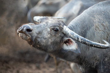 Fototapeta premium Side view of buffalo head outdoor. Buffalo covered skin by dried clay looking at the camera.
