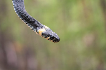Close up portrait of a garter snake with copy space