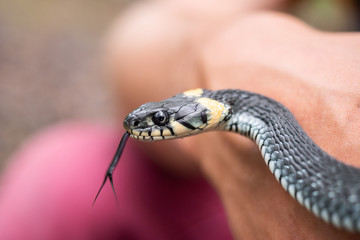 The head of a poisonous snake of a viper on a stony earth