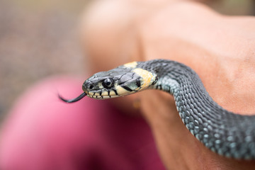 Snake in your hand