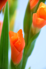 orange gladiolus close-up, just blooming orange gladioli in front of pastel colors background