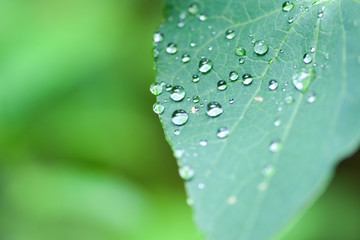 Droplets of water on the green foliage