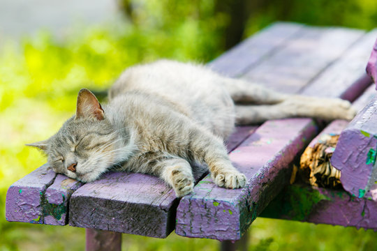 Grey cat sleeping on wooden bench close-up