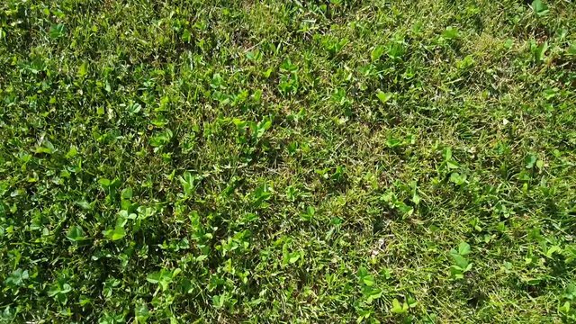 Camera fly through over green grass