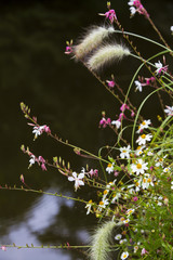 Merveilles fleuries
