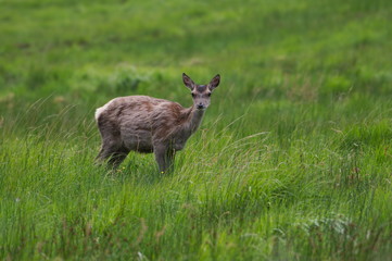 Fototapeta premium Roe Deer in Scottish Highlands