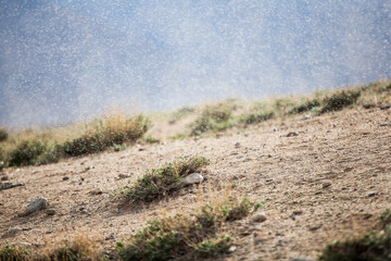 Thousands of small flies on Lake Bulunkul