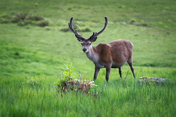 Red Deer with Antler Velvet in Scottish Highlands