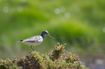 Greenshank, Spring, Scottish Highlands 