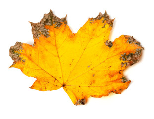 Yellow dried autumn maple-leaf