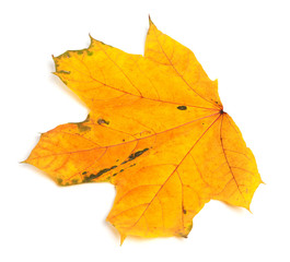Naklejka na ściany i meble Yellow autumn maple-leaf