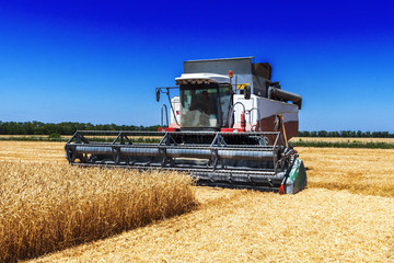 Plakat Harvester machine to harvest wheat field working. Combine harvester agriculture machine harvesting golden ripe wheat field. Agriculture