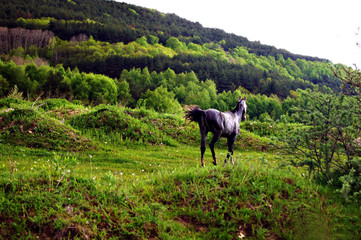 horse in the mountains