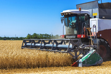 Harvester machine to harvest wheat field working. Combine harvester agriculture machine harvesting...