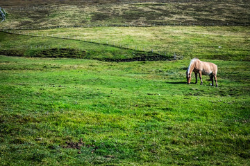 Naklejka na ściany i meble Highland horse at Scotland, Shetland Islands