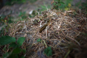 Caterpillar