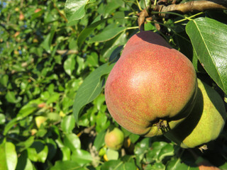 Ripe pears on a branch with leaves, close-up. Pear tree in the summer orchard