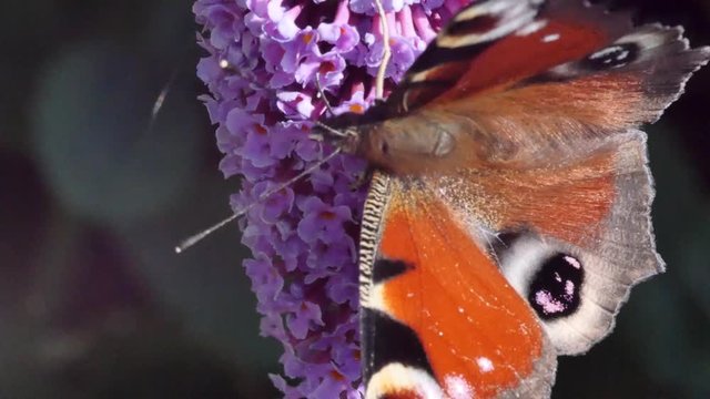 papillon (paon du jour) butinant
vid&eacute;o 4k