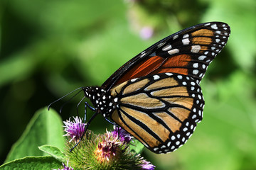 Fototapeta na wymiar Monarch Butterfly close up feeling on Purple Flower 