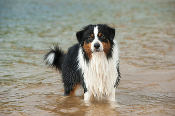 Australian Shepherd steht im Wasser