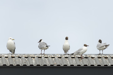 Common gull and Black-headed gulls on roof