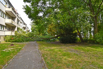 Storm damage with fallen tree, which narrowly missed a house after heavy wind in Berlin, Germany