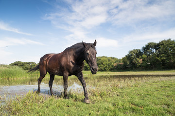 Fototapeta premium Horse going through lake at animal shelter.