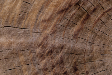 Close up of the patterns on tree trunk