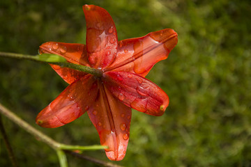 Water drops on an orange lily flower - closeup