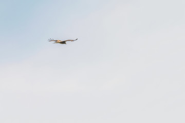 Obraz premium Flying in the sky hawk