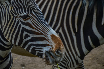 Fototapeta na wymiar Zebra und Streifen