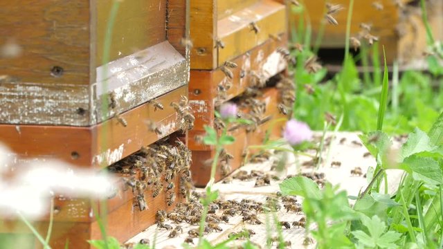 Honigbienen bei der Arbeit 