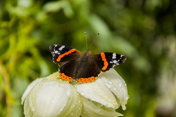Naklejka premium Red admiral butterfly on a yucca flower