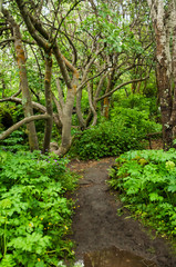Caminhos que rodeiam o lago Myvatn, que se situa na Islândia, rodeado de uma paisagem deslumbrante