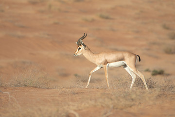 Naklejka na ściany i meble Single mountain gazelle running in the desert.