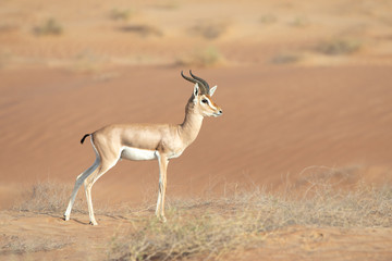 Proud male mountain gazelle posing on top of a desert dune.
