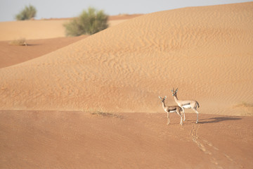 Mother and baby mountain gazelle in desert dunes.